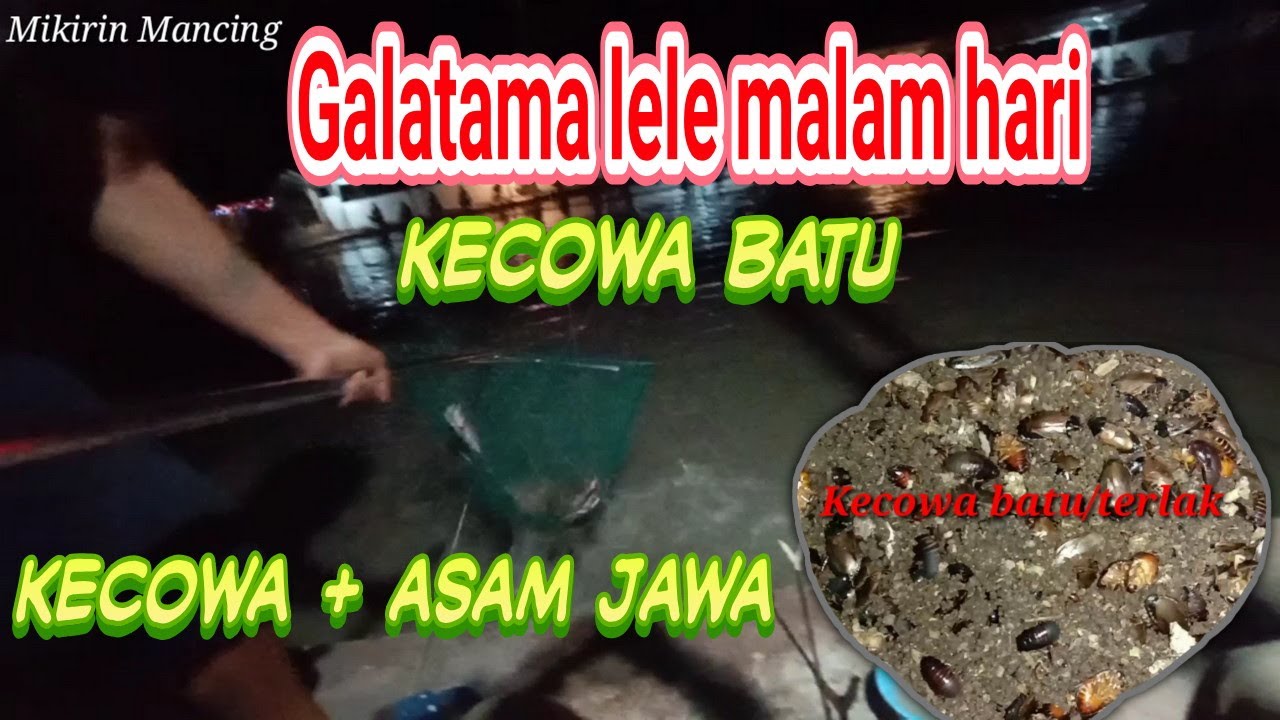 Kecowa batu/terlak ternyata gacor buat mancing malam(gatalama lele)