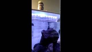 水族范店-孔雀魚水草造景設計保養-Ultra Fresh 鮮蝦食譜 (幼澤龜上浮型) 20160815
