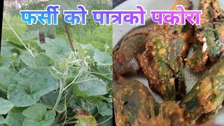 फर्सी  को  पातको पकोरा बनाउने तरिका  धेरै मिठो हुन्छ pumpkin leaf fry