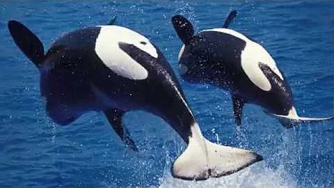 Janet Mann on the Intelligence of Dolphins and Wha...