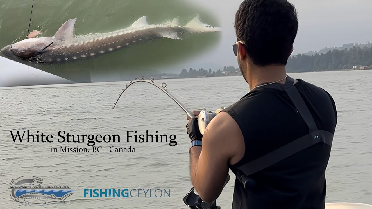 Thumbnail for Monster White Sturgeon Fishing in Mission, BC, Canada