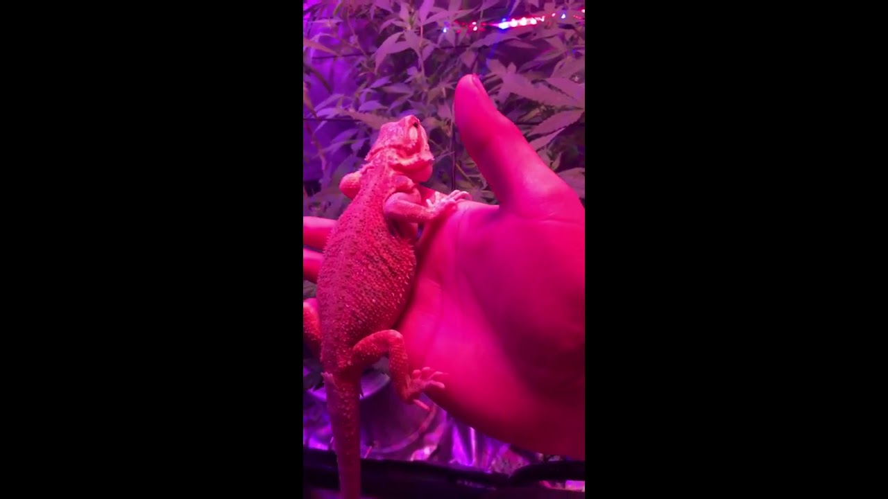 Fruity pebbles super crop, white strawberry skunk week 1 update