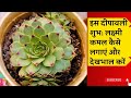 लक्ष्मी कमल कैसे लगाएं और देखभाल करें | How to Plant &amp; Care for Laxmi Kamal Succulent|