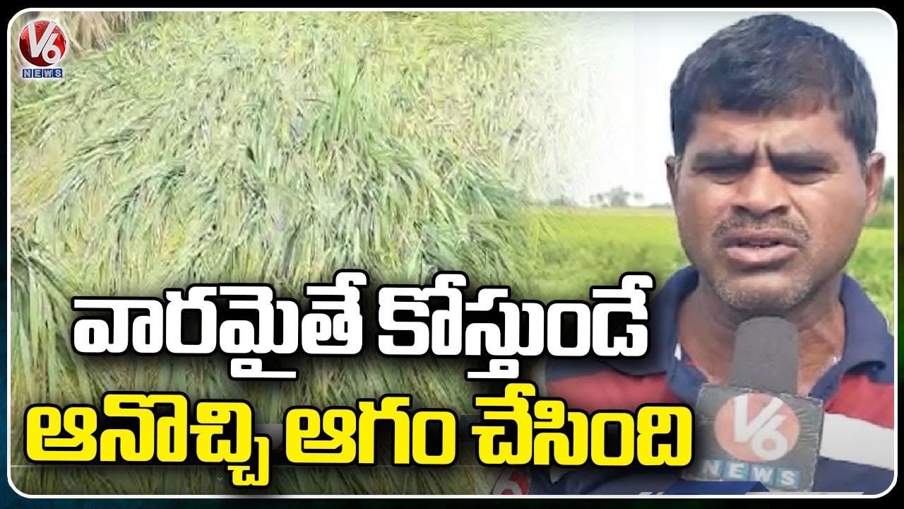 Crops Damaged Due To Heavy Rains, Farmers Demand Compensation | V6 News ...