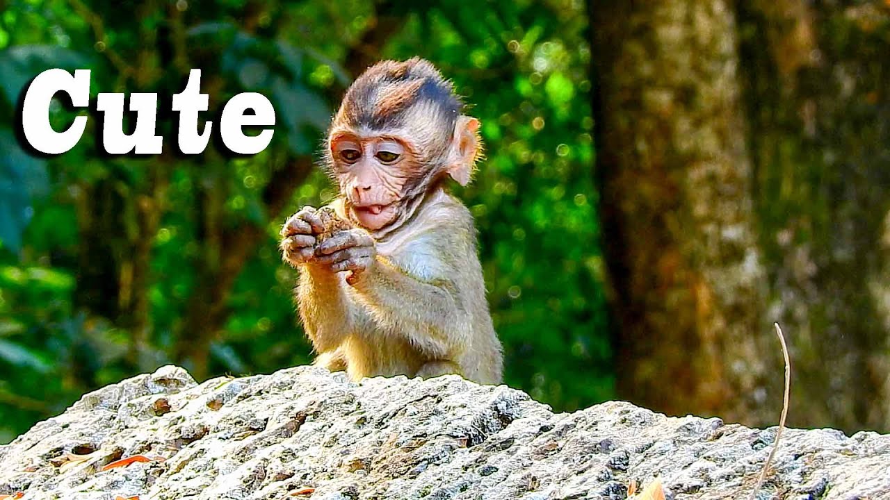 Adorable Monkey Tobias So Cute Today | Relaxing with Tobias Monkey