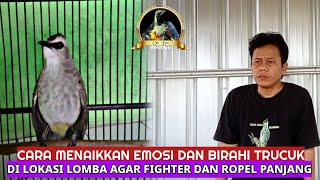 Cara Menaikkan Emosi Dan Birahi Trucuk Di Lokasi Lomba Agar Fighter Ropel