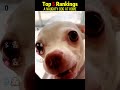 A naughty dog at home #foryou #funny #petsrule #petsrule #cutedog #dog #cute #puppy #doglife