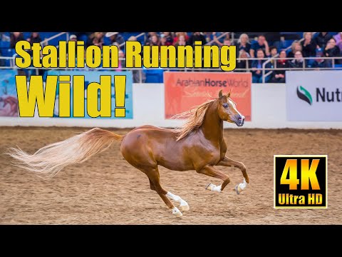 Scottsdale Arabian Horse