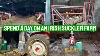 A DAY ON AN IRISH SUCKLER FARM