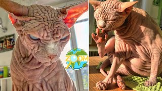 القط الفرعوني او قط سفينكس  Sphynx cat | عالم الحيوان