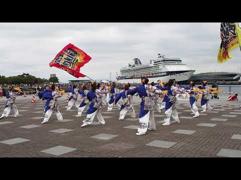 横浜よさこい祭り「Splash Monkies」