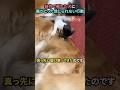 発作で倒れた犬に猫がとった信じられない行動#犬 #犬動画 #猫 #猫動画