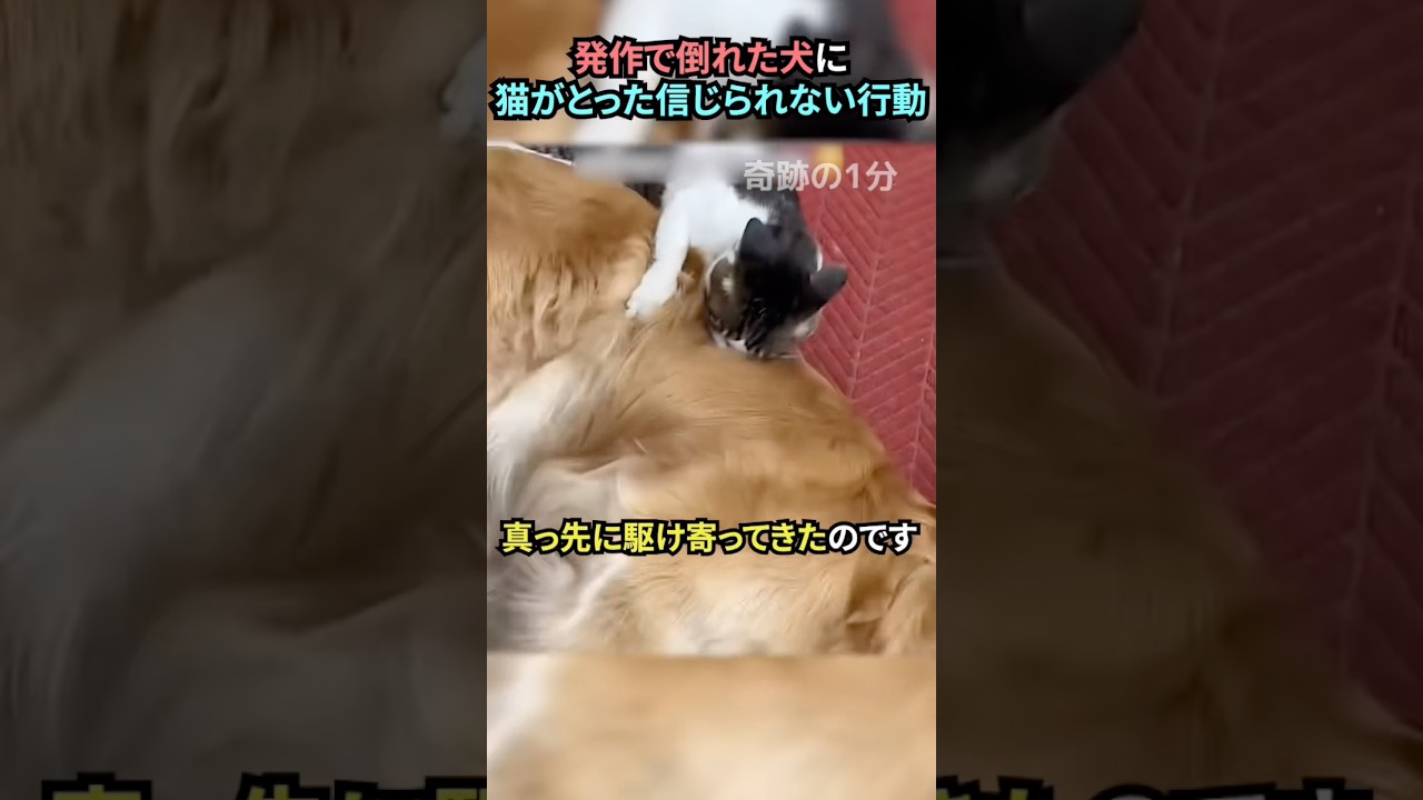発作で倒れた犬に猫がとった信じられない行動#犬 #犬動画 #猫 #猫動画