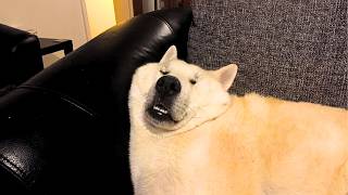 Funniest Animal Videos Ever 2026 Edition