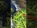 مخلل الفلفل الحار جدااا المشطشط Shortsvideo 