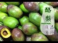 【秋】酪梨如何挑選才好吃 │台灣好食曆