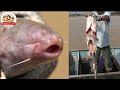 アマゾンの超危険生物!怪魚カンディルは川に落ちた人を骨だけにする【どうぶつ奇想天外/WAKUWAKU】