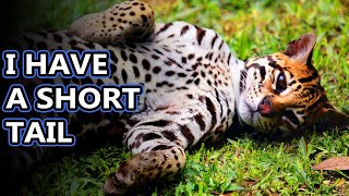 Ocelot facts: the fathand cat | Animal Fact Files