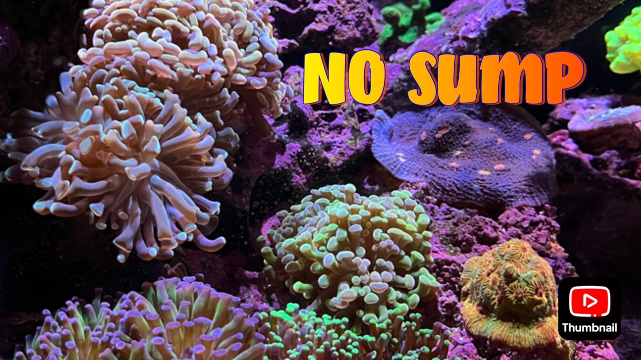 No Sump, No Stress: How I Run My 55-Gallon Mixed Reef