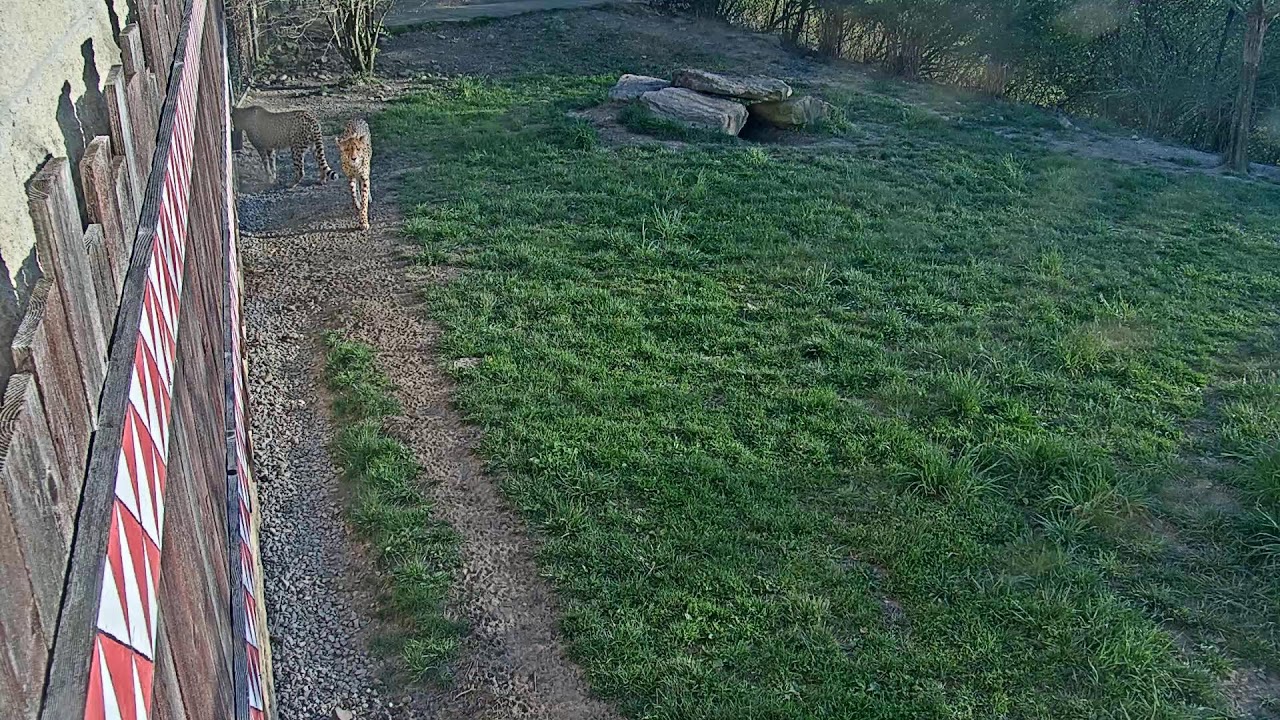 Live-stream video Cheetah Cam at the Pittsburgh Zoo & Aquarium.