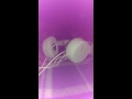 ويلي ويلي و يا الدنيا ويلي ويلي و يا الدنيا