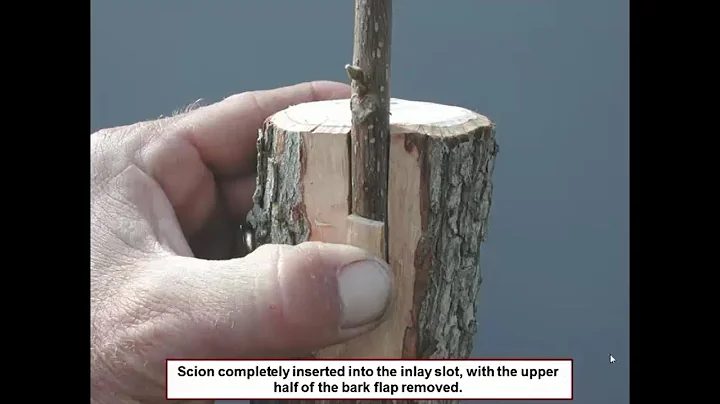 Texas Inlay Bark Graft by Larry Stein