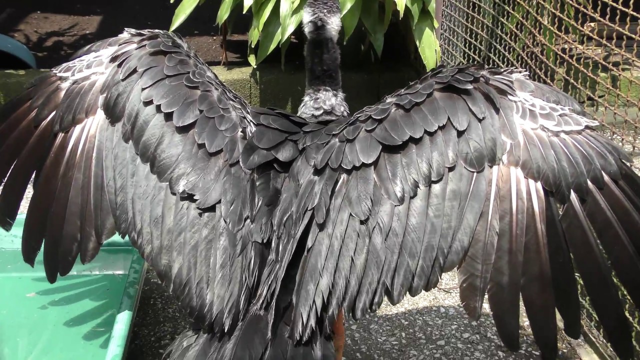 Northern screamer (Nagasakibana Parking Garden, Kagoshima, Japan