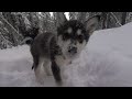 Raising Sled Dogs, episode 2