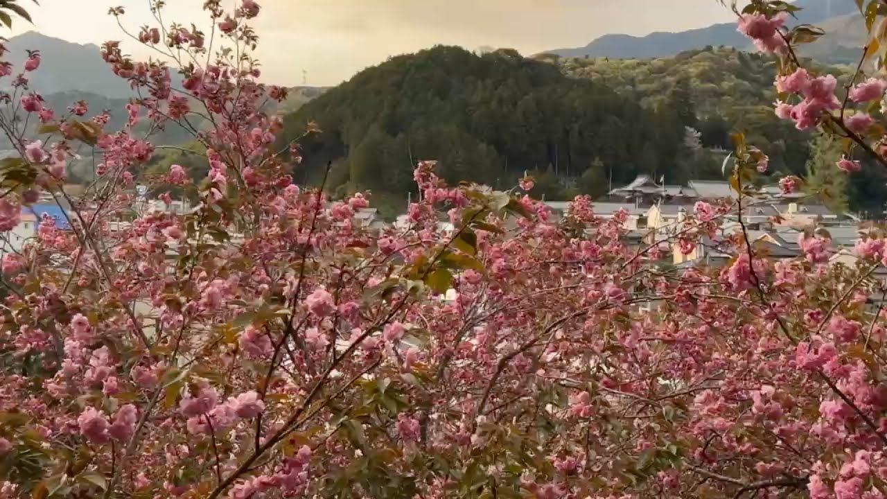 2024/04/09 六分咲き 祇園公園の八重桜 〜愛媛県大洲市〜 - YouTube