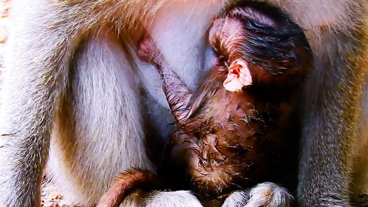 Baby Tilly Very  Cold So She Tries To Hug Her mother