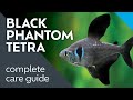 Black Phantom Care What I Learned Keeping Them