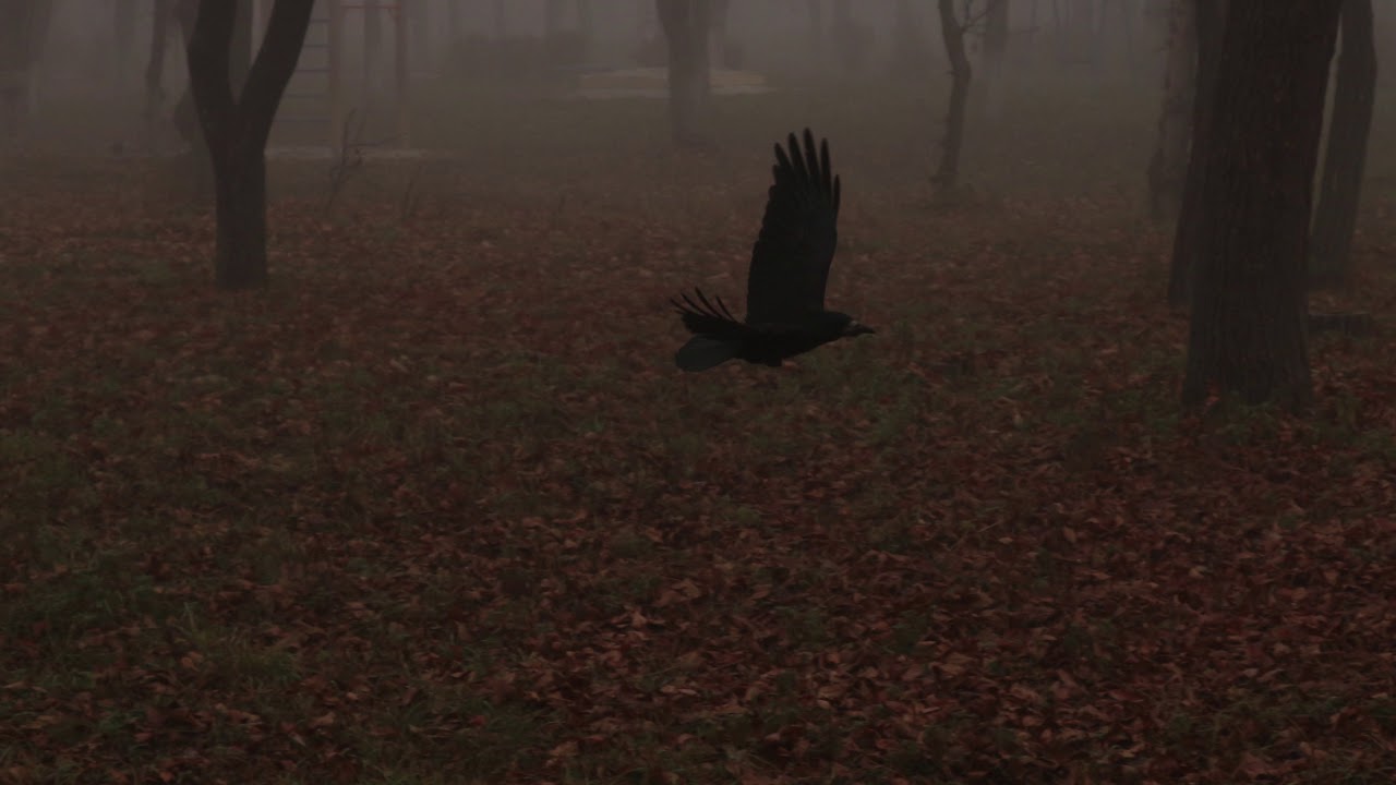 Red Bloody Roses - Люди Птицы (Full Album)