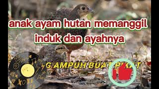 terbaru suara anak ayam hutan paling ampuh buat pikat induk dan jantan telah lulus uji coba....!