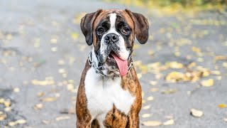 Summer Care for Your Boxer Staying Cool