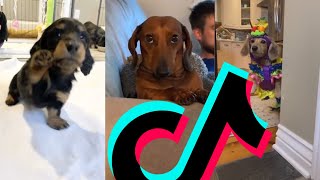 Most Awesome Dachshund TikTok Compilation | Dogs Of TikTok