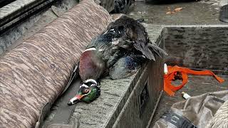 SC Duck Season First Split
