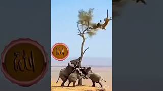 Quran Pak Ki Tilawat #Quran #Animals #islam #islamic #Allah #animal #love #shortsvideo #short #viral