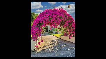 Top 10 Bougainvillea plants ideas