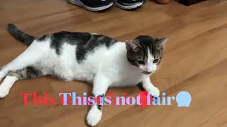 Patty and Matty 'Big Fight' #cat #fight  #wanted #selfish #notfair #sorry #ねこ #我慢できない #兄弟猫 by Mononoke Hime 1,221 views 5 months ago 40 seconds