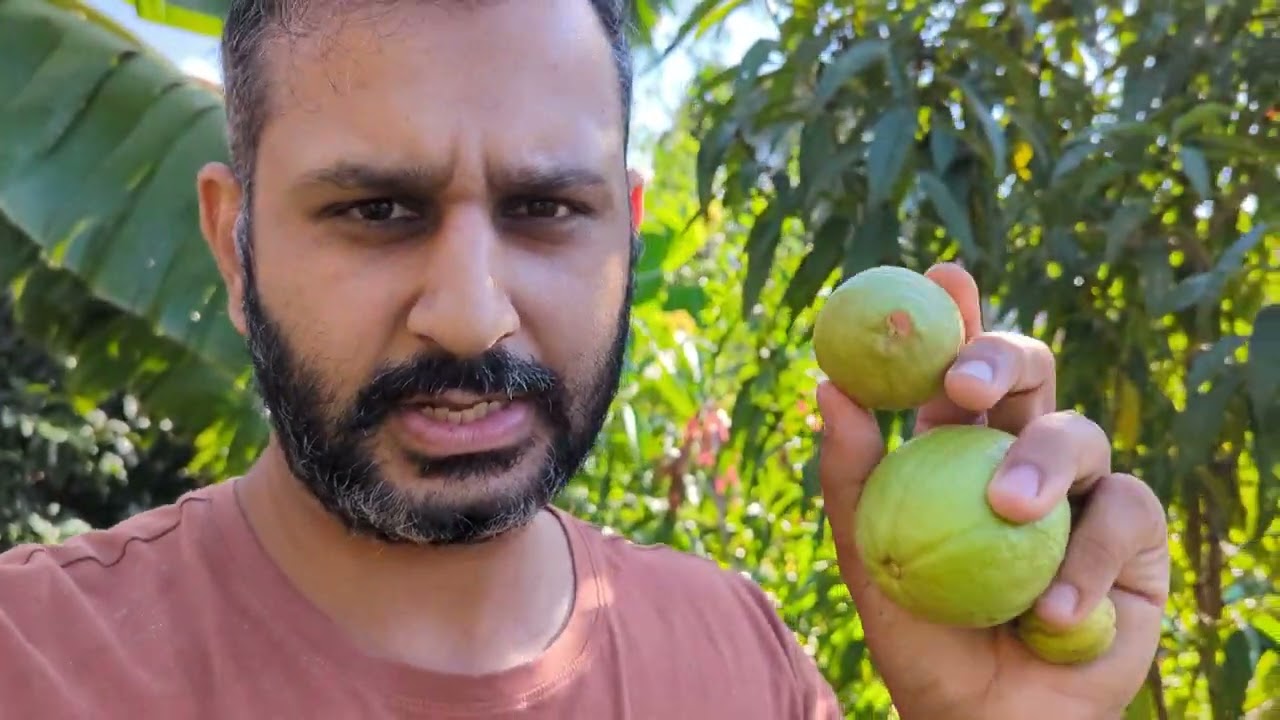 Enjoying the Guava Season - Yellow Cherry, Indian and Mexican Guava