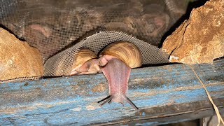 🐌 🐌 🐌 SALYANGOZ 🐌🐌🐌 SNAİL, BARRSKİLO, İBİZ