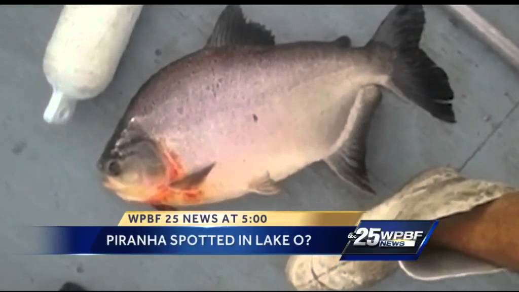 Fisherman reels in bizarre catch on Lake Okeechobee