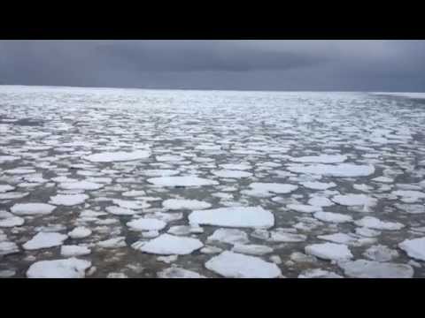Glacial Melt Spurs Antarctic Phytoplankton Blooms thumbnail