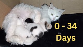 How Homeless kittens grow up: from 0-34 days by cute 734 views 3 weeks ago 16 minutes