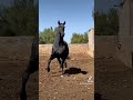 الحصان البربري أصيل