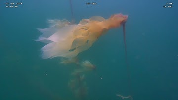 SPECTRAL Lab (UVic) - Kelp Forest Mapping