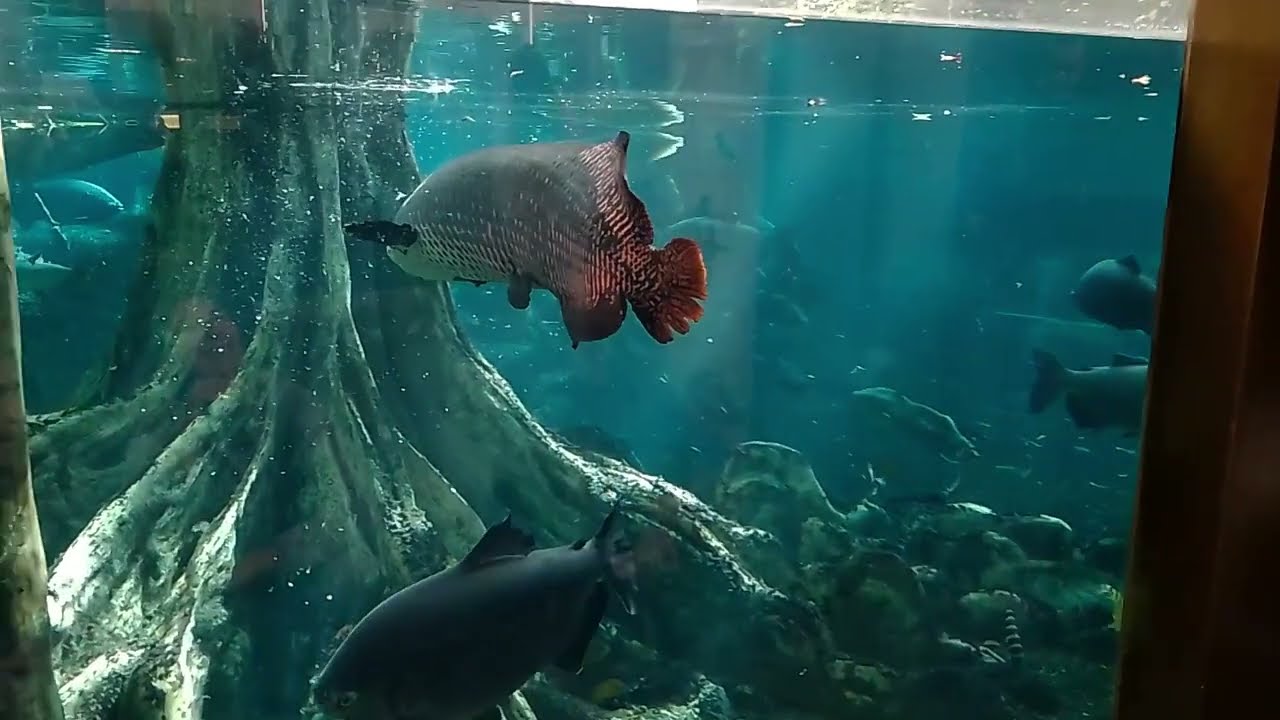 Барселона. Музей Науки.  Barcelona. Museo de Ciencias.