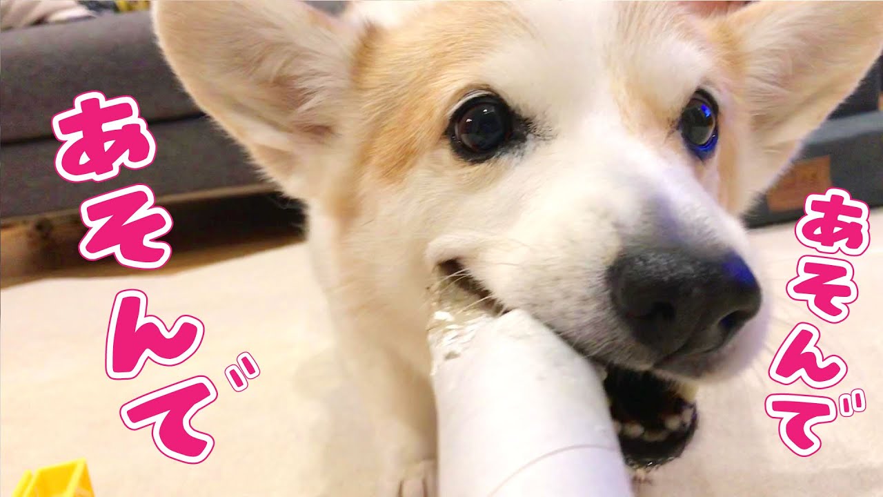 遊んで欲しいコーギーの誘い方が可愛いすぎる 犬動画 かわいい犬 わんこ 紹介 かわいい犬動画 W