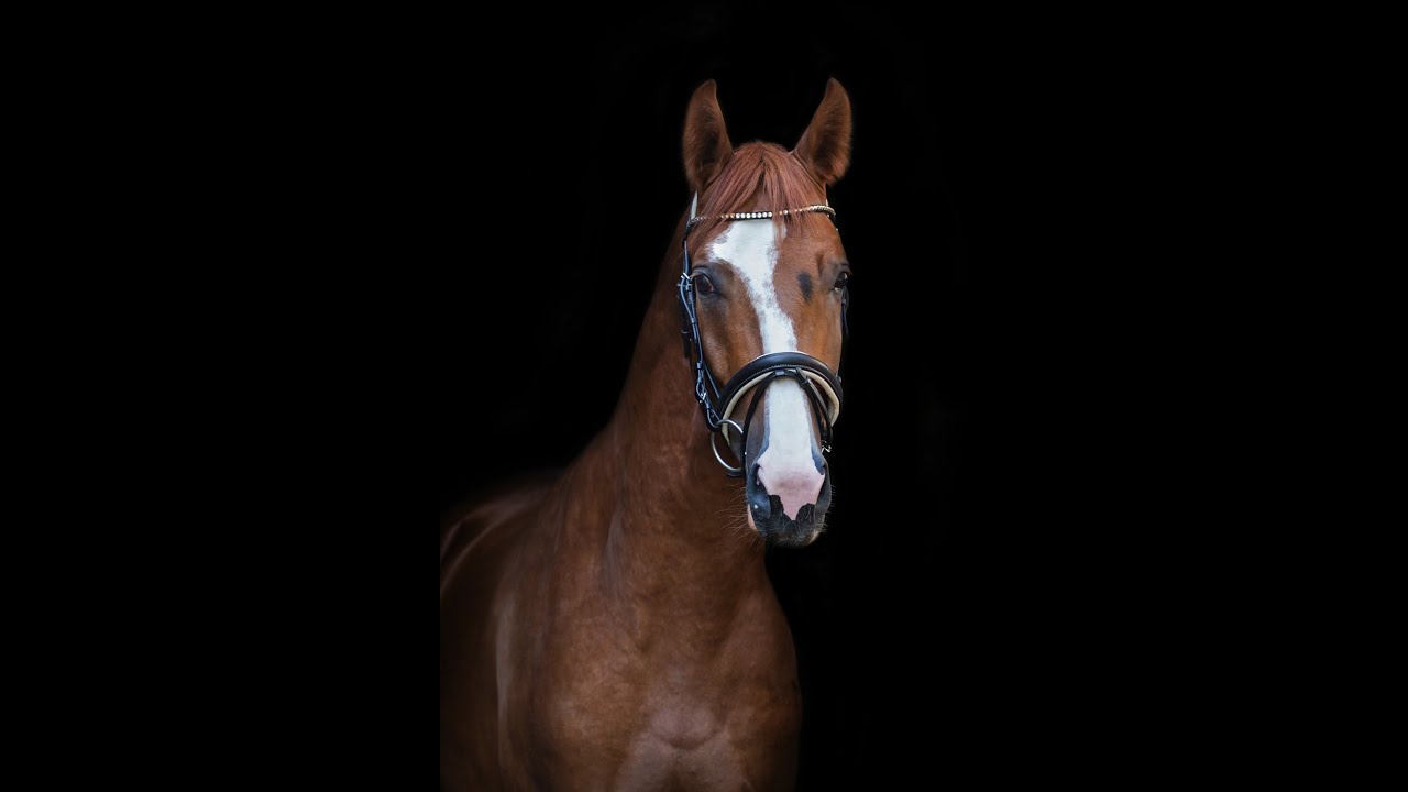 SOLD 4 Year Old Trakehner Gelding (www.horsesales.lt) YouTube