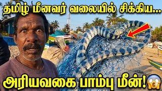 தமிழ் மீனவர் வலையில் சிக்கிய விசித்திரமான பாம்பு | jaffnavlog | fish video 